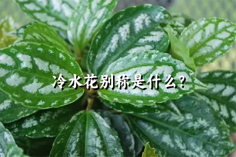 冷水花别称是什么？