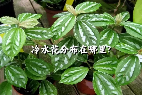 冷水花分布在哪里?