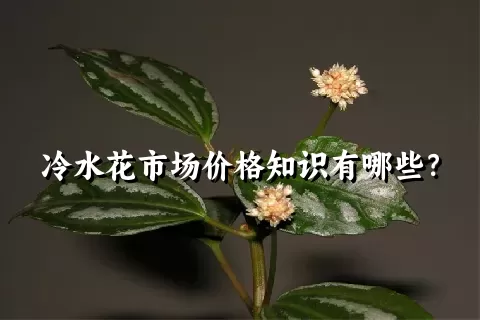 冷水花市场价格知识有哪些？