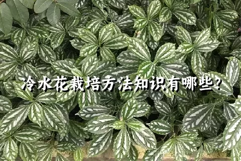 冷水花栽培方法知识有哪些？