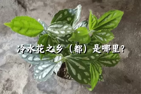 冷水花之乡（都）是哪里？