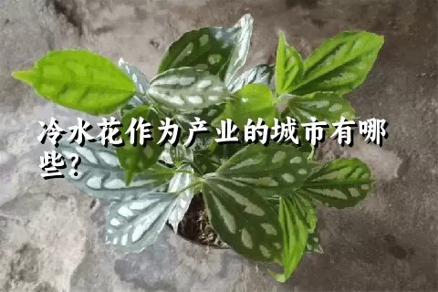 冷水花作为产业的城市有哪些？