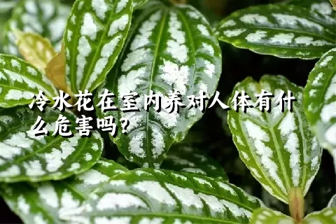 冷水花在室内养对人体有什么危害吗？