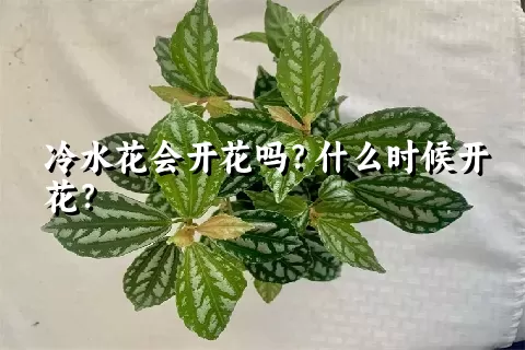 冷水花会开花吗？什么时候开花？