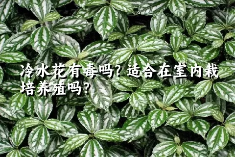 冷水花有毒吗？适合在室内栽培养殖吗？