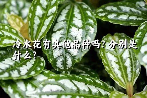 冷水花有其他品种吗？分别是什么？