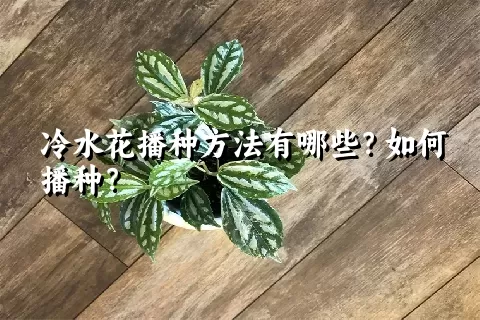 冷水花播种方法有哪些？如何播种？