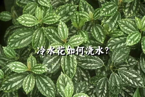 冷水花如何浇水？