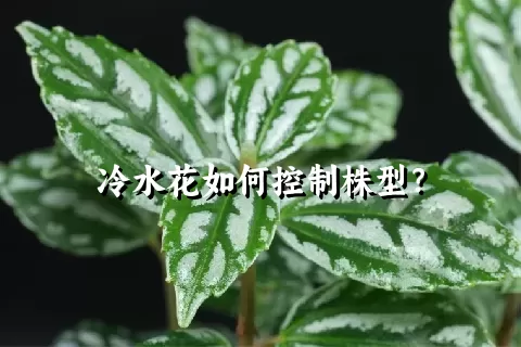 冷水花如何控制株型？