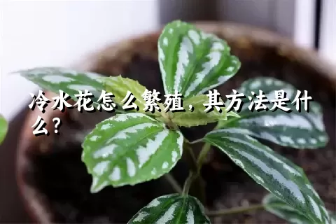 冷水花怎么繁殖，其方法是什么？