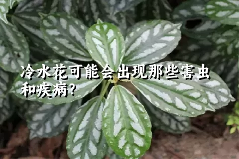 冷水花可能会出现那些害虫和疾病？