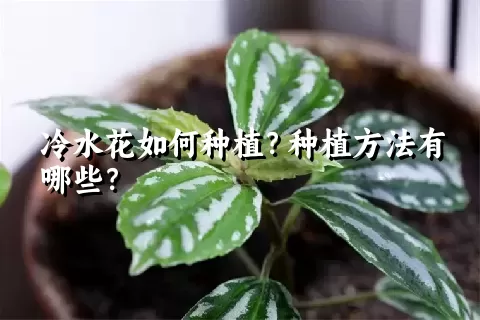 冷水花如何种植？种植方法有哪些？