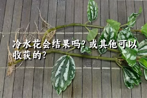 冷水花会结果吗？或其他可以收获的？