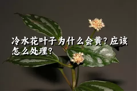 冷水花叶子为什么会黄？应该怎么处理？