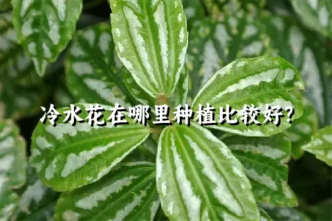 冷水花在哪里种植比较好？