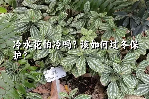 冷水花怕冷吗？该如何过冬保护？