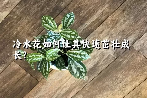 冷水花如何让其快速茁壮成长？