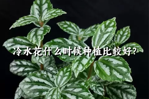 冷水花什么时候种植比较好？