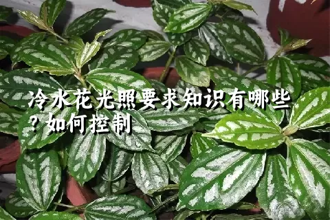 冷水花光照要求知识有哪些？如何控制