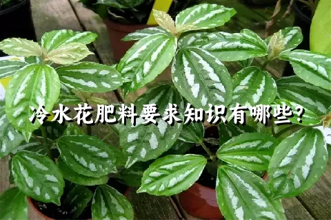 冷水花肥料要求知识有哪些？