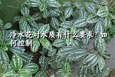 冷水花对水质有什么要求？如何控制