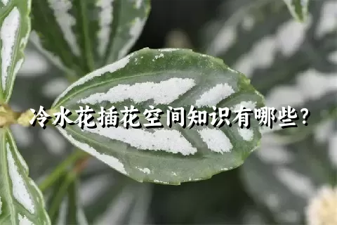 冷水花插花空间知识有哪些？