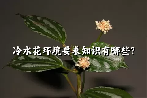 冷水花环境要求知识有哪些？