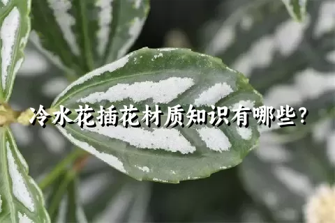 冷水花插花材质知识有哪些？