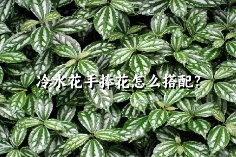 冷水花手捧花怎么搭配？