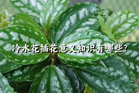 冷水花插花意义知识有哪些？