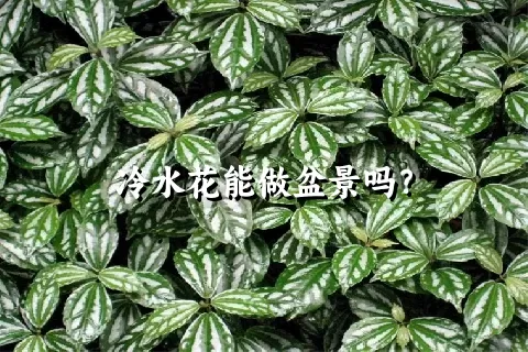 冷水花能做盆景吗？