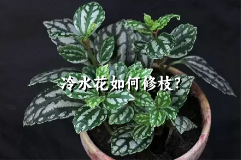 冷水花如何修枝？