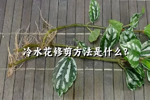 冷水花修剪方法是什么？