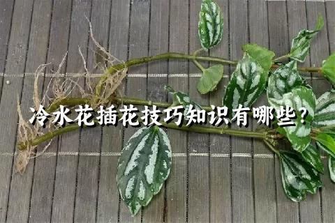 冷水花插花技巧知识有哪些？