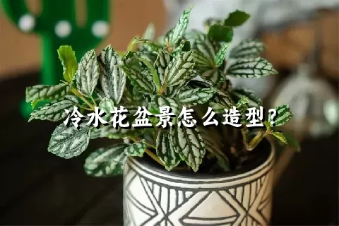 冷水花盆景怎么造型？