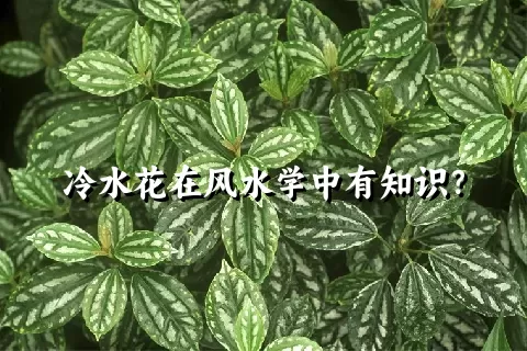 冷水花在风水学中有知识？