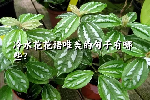 冷水花花语唯美的句子有哪些？