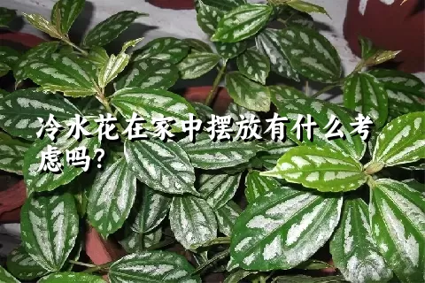 冷水花在家中摆放有什么考虑吗？