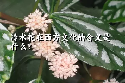 冷水花在西方文化的含义是什么？