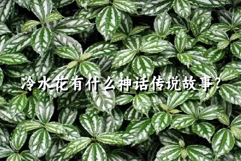 冷水花有什么神话传说故事？