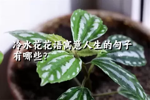 冷水花花语寓意人生的句子有哪些？