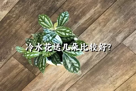 冷水花送几朵比较好？