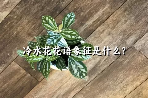 冷水花花语象征是什么？