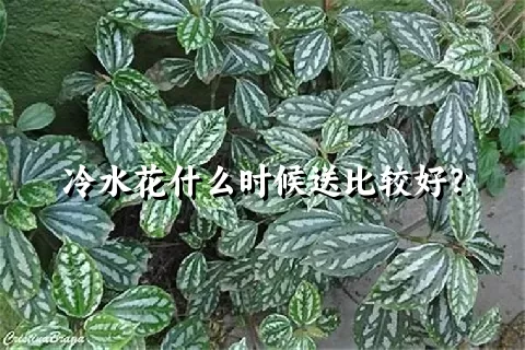 冷水花什么时候送比较好？