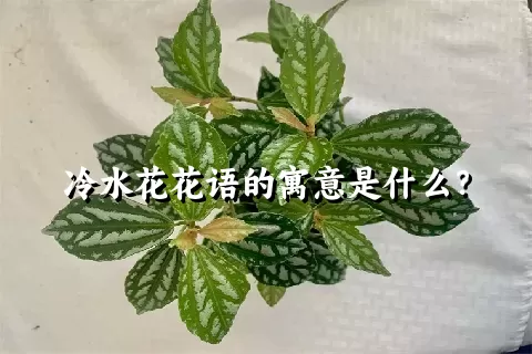 冷水花花语的寓意是什么？