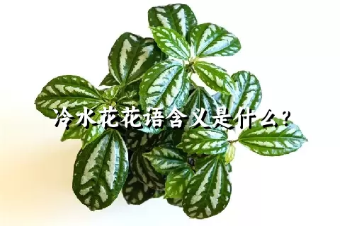 冷水花花语含义是什么？