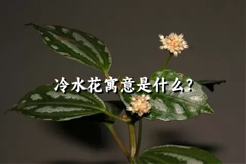 冷水花寓意是什么？