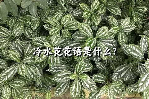 冷水花花语是什么？