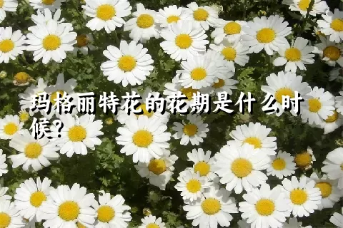 玛格丽特花的花期是什么时候？