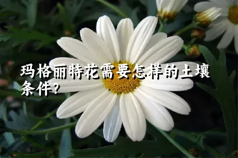 玛格丽特花需要怎样的土壤条件？